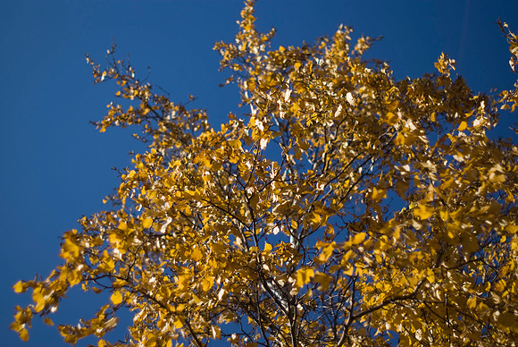 Birch Tree