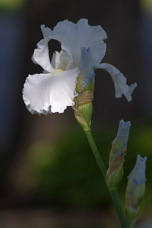 Immortality, German Iris