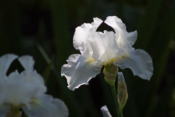 Immortality, German Iris