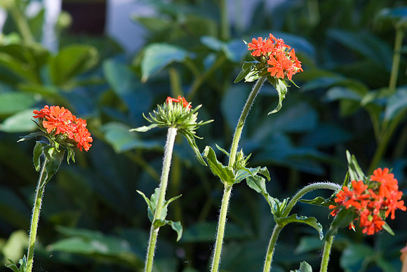Lychnis Chalcedonia : Maltese Cross