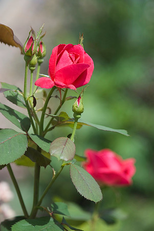 Winnipeg Parks Roses
