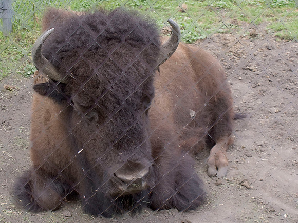 Bison