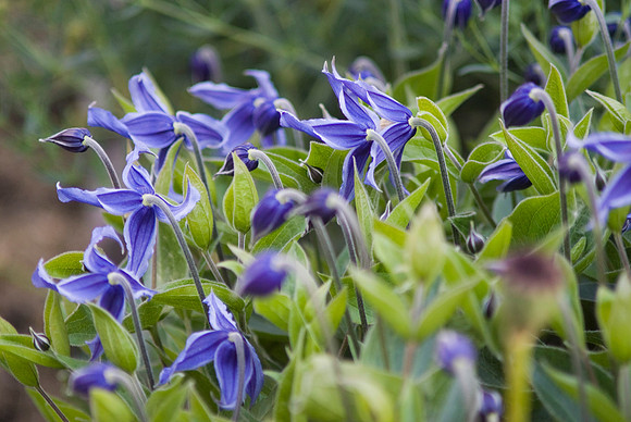 Shrub Clematis