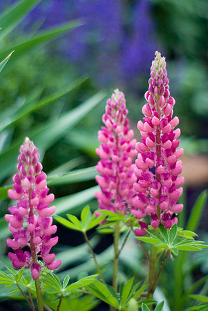 Pink Lupin