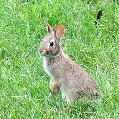 Wild Cottontail