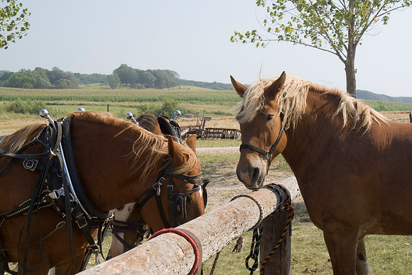 Horses At The Post