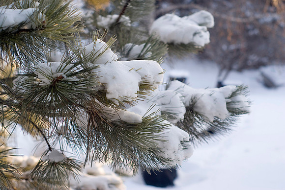 Snow On Pine Boughs