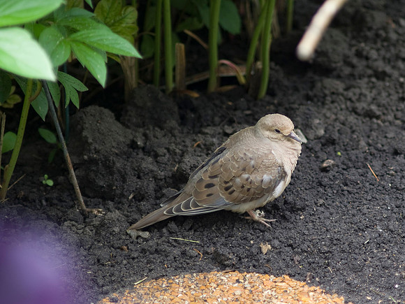 Morning Doves