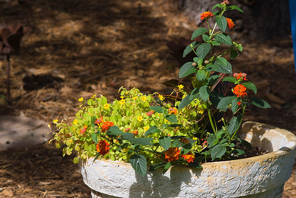 Yellow, Green, and Orange
