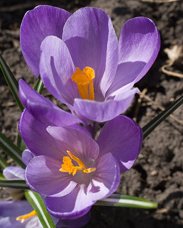 DSC00152a