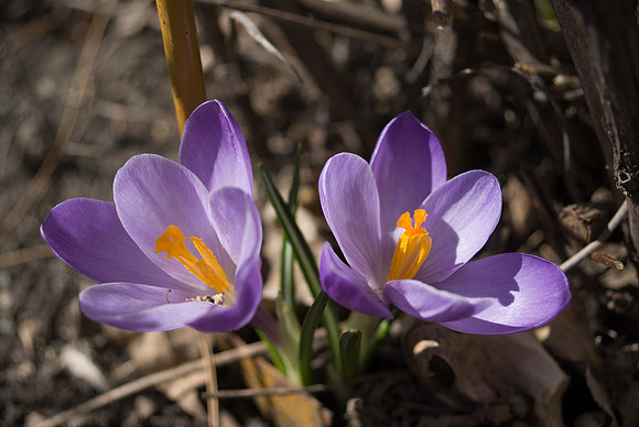 DSC00155a