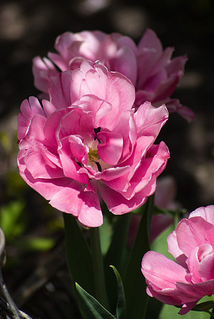 DSC00198