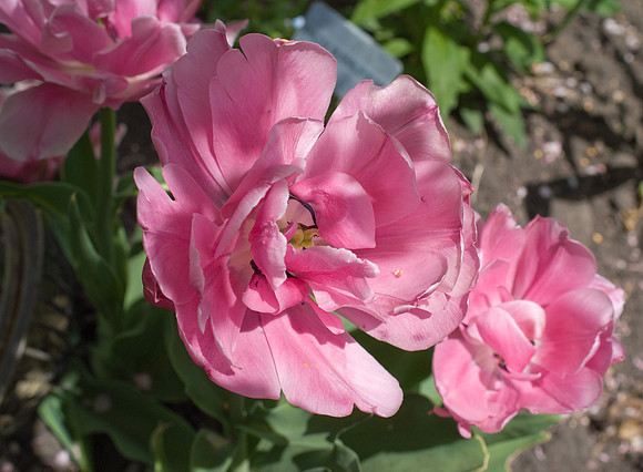 DSC00215