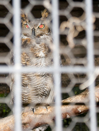 Horned Owl