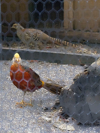 Golden Pheasant