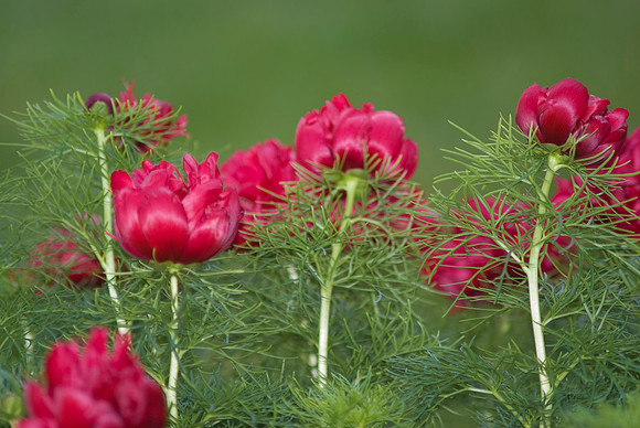 Fern Leaf Peony