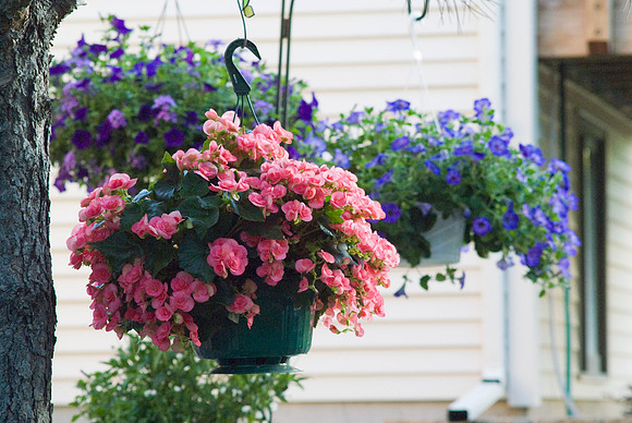 Hanging Begonias