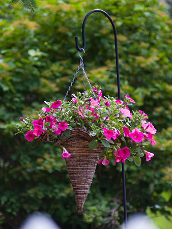 Hanging Basket Of Pentunias