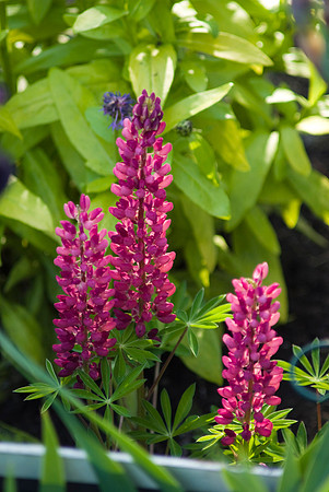 Red Lupins