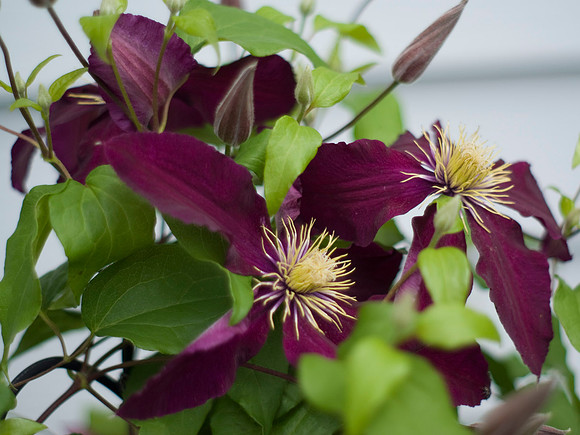 Clematis Niobe