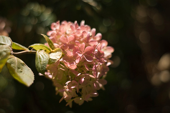 Hydrangea