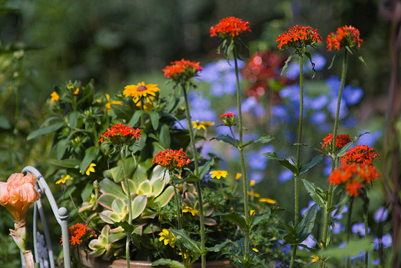 Lychnis Chalcedonia, Maltese Cross