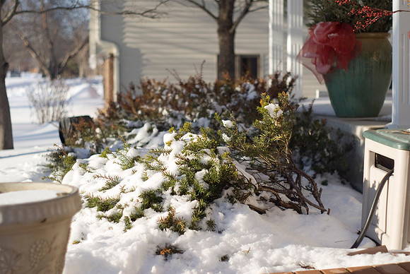 Bush Encased In Snow