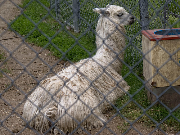 Llama