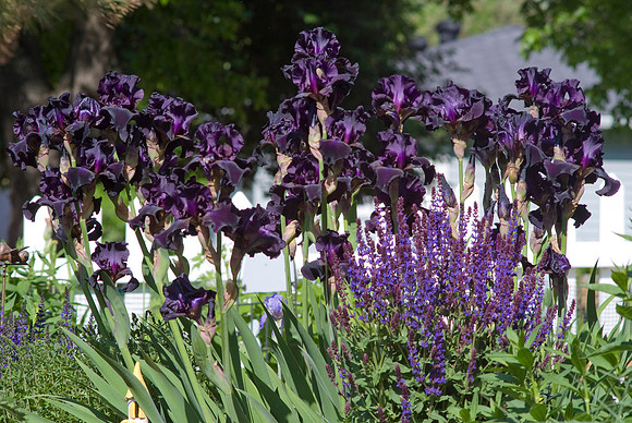 'Superstition' Irises, May Night Salvia
