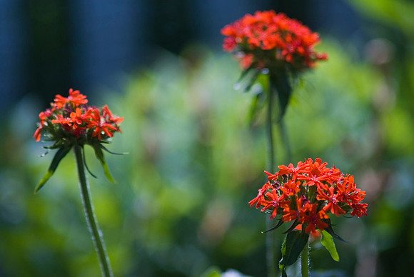 Lychnis Chalcedonia, Maltese Cross