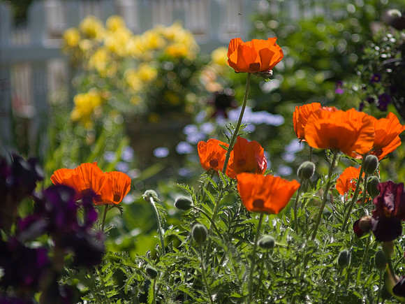 Irises, Poppies