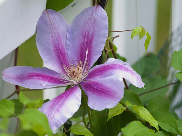 'Nelly Moser' Clematis