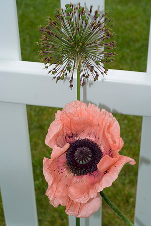 'Coral Reef' Poppy