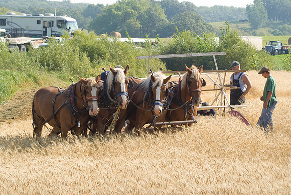 Horse Drawn Grain Binder