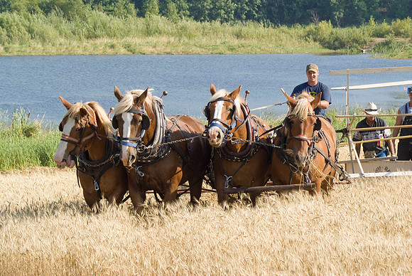 Grain Binder Lakeside