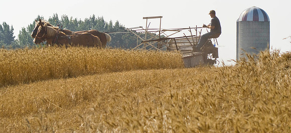 Horse Drawn Grain Binder And Silo