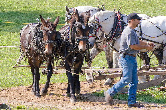 A Team Of Mules