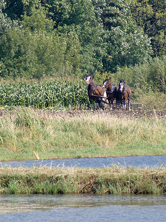 They'll Be Comin' Round The Corn Field When They Come