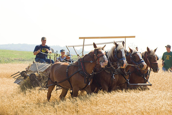 Horse Drawn Grain Binder