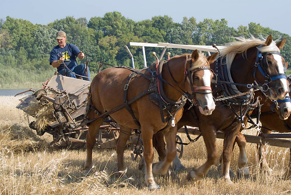 Driver Checks The Grain Binder
