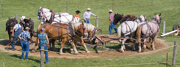 Horse Teams At Work