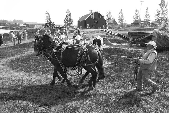 Mule Team Driver