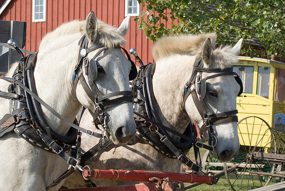 Wagon Team