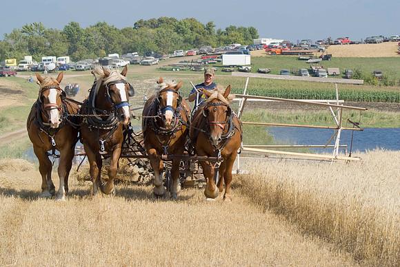 Four Horse Power Grain Binder
