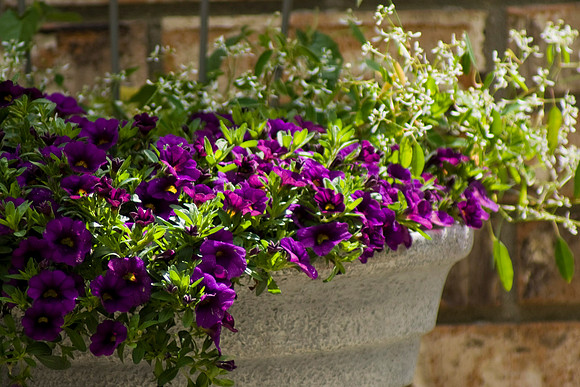 Calibrachoa and Diamond Frost