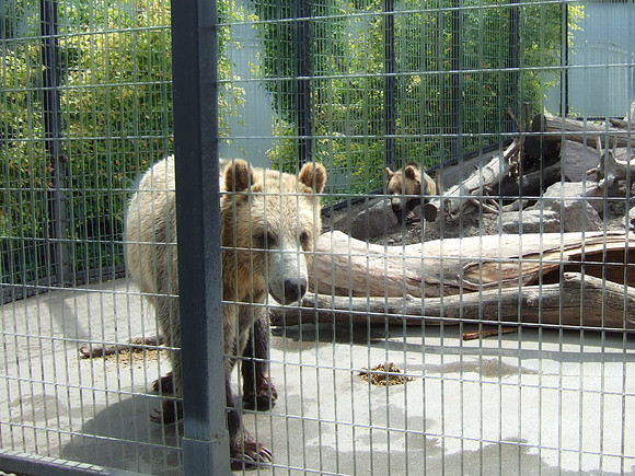 Grizzly Bear