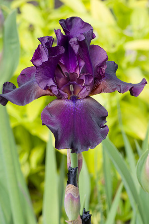 'Superstition' Bearded Irises