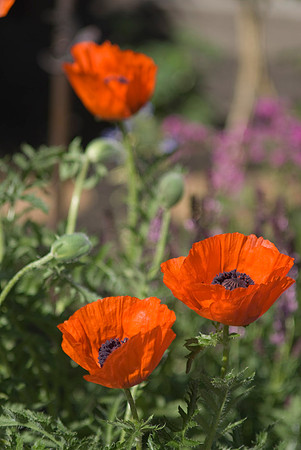 Oriental Poppies