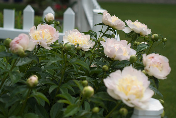 White Peonies
