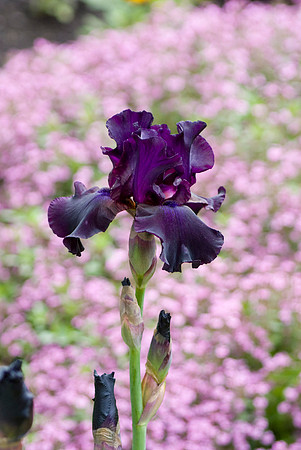 'Superstition' Tall Bearded Iris, Soapwort